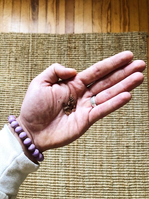 Showy Milkweed seeds in hand.