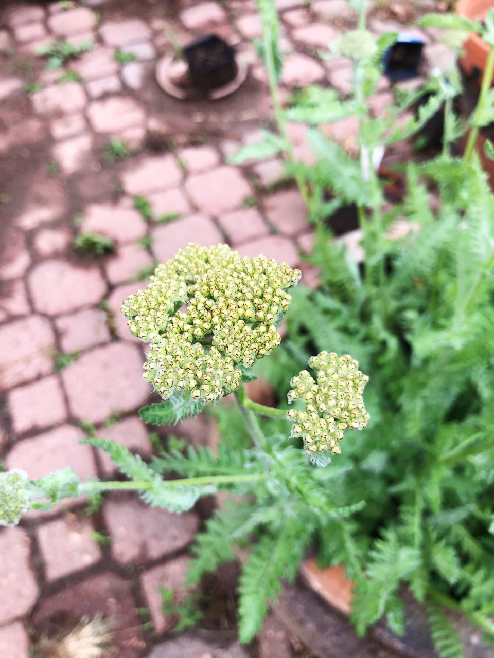 On the Verge of Bloom